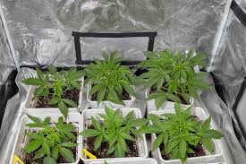 Exploring the Best Sources for Marijuana Seeds Wisconsin